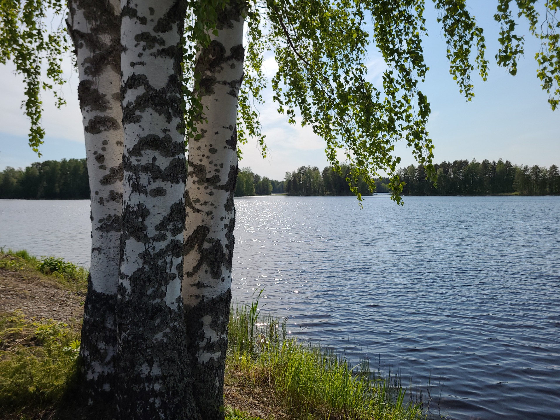 Valkoinen koivunrunko mustine täplineen järven rannalla, oksia riippumassa ja kaukaisia puita taustalla.